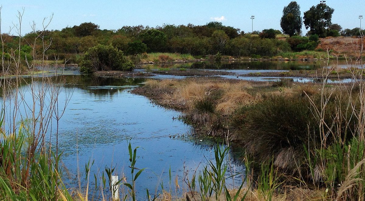 Wetland championsswsmac student group assessment