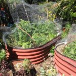 Vegetable garden at residential property