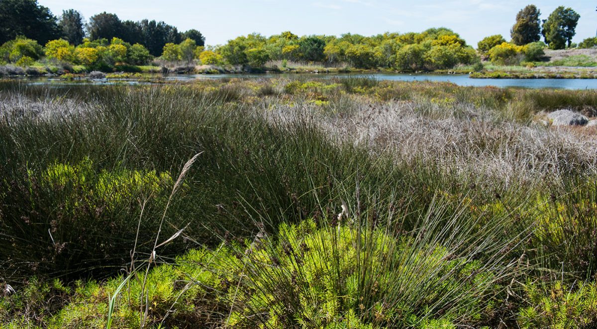 Landing Lights Wetland