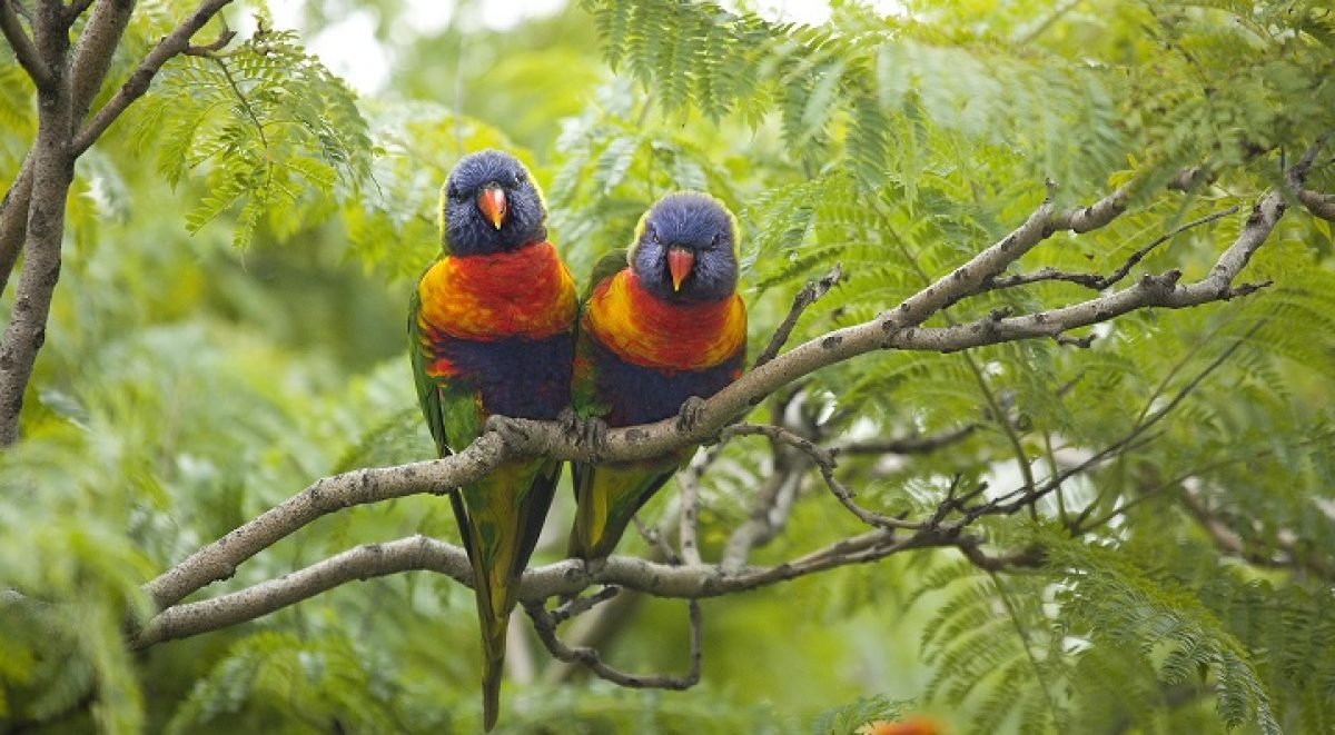 how-many-birds-can-you-count-in-the-catchment-cooks-river-alliance