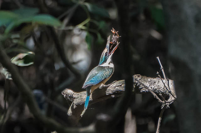 A Kingfisher swallows a mudcrab whole