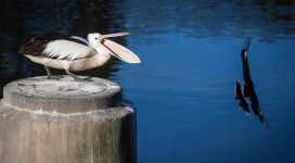 A pelican opens its jaw wide as a magpie swoops past