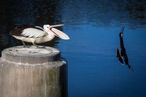 A pelican opens its jaw wide as a magpie swoops past