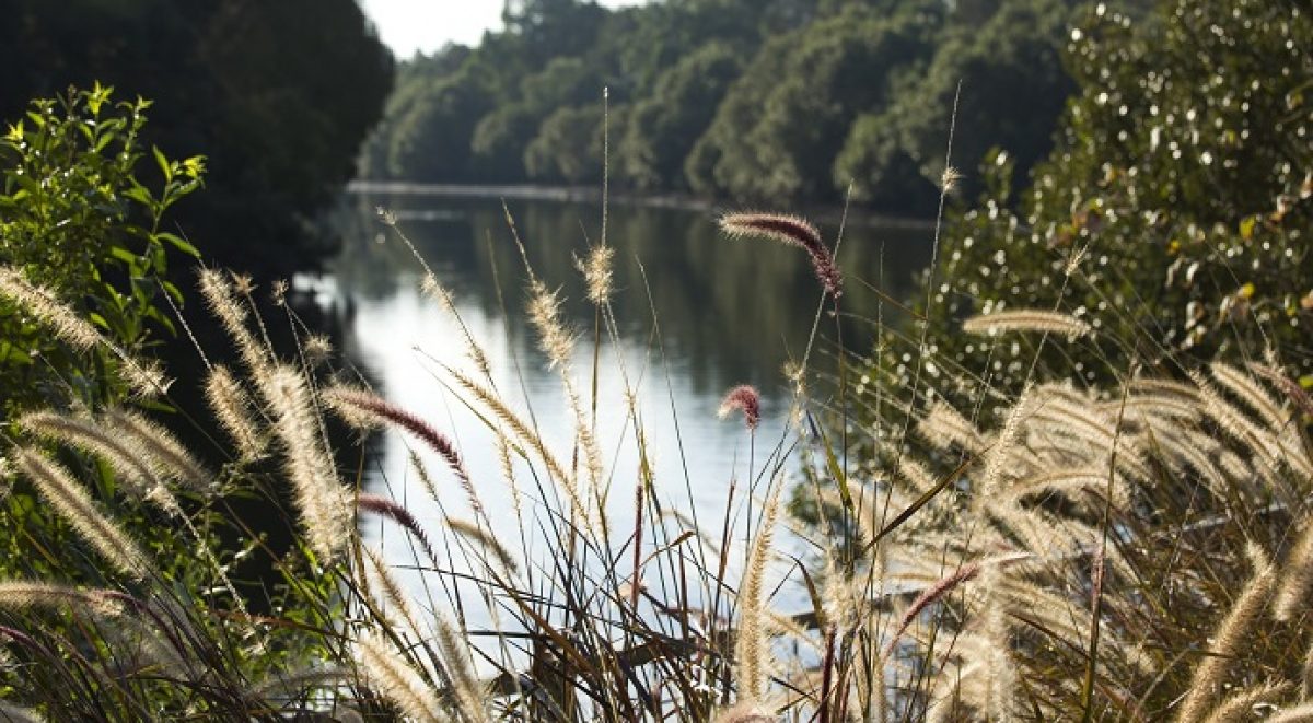 Close up of bushes in front of the Cooks River