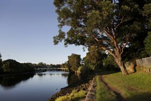 Cooks River photo, big tree and shrubs lining the banks