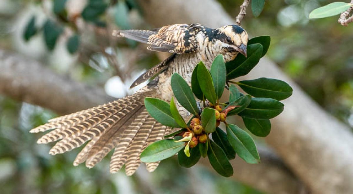 Brown and black eastern koel bird on end of thin branch eating berries