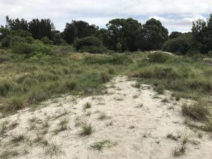 Bush and sand at Sir Joseph Banks Park