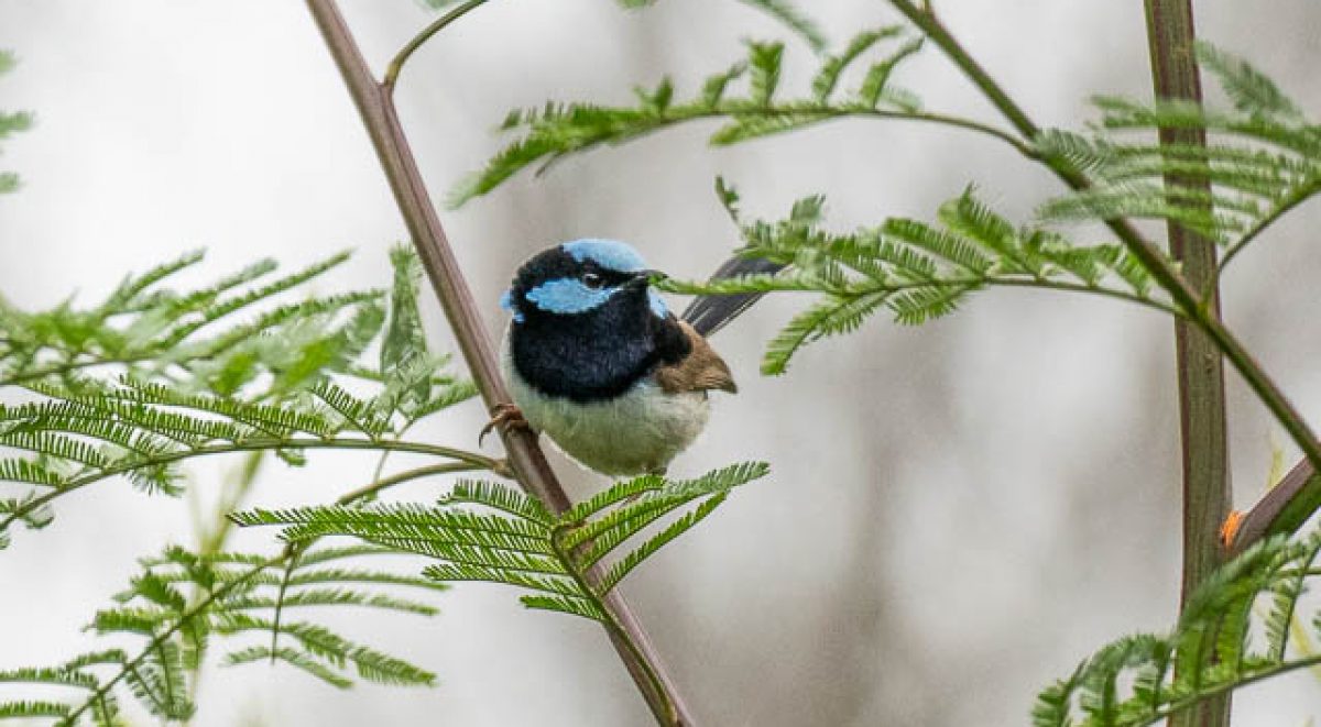 Blue and black faced bird in branches of tree with green ferns