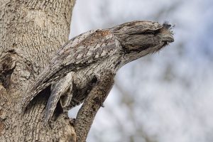 Tawny Frogmouth sits stretched out on tree branch