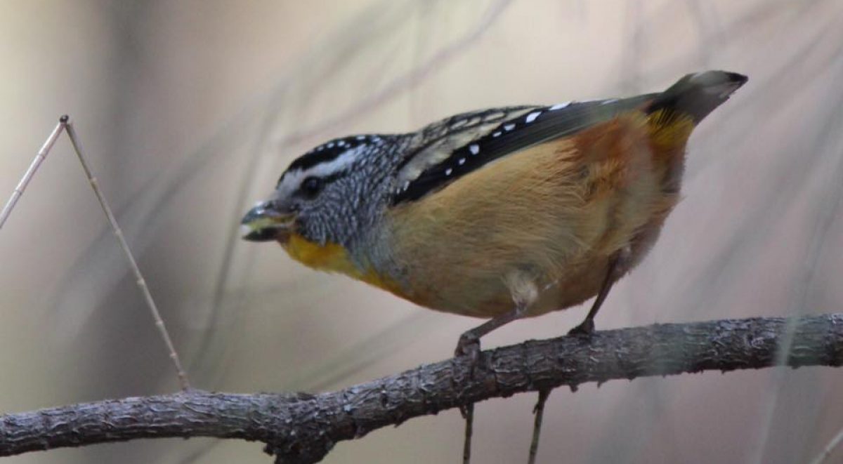 Close up of small yellow-crested bird on a thing tree branch