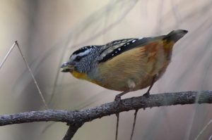 Close up of small yellow-crested bird on a thing tree branch