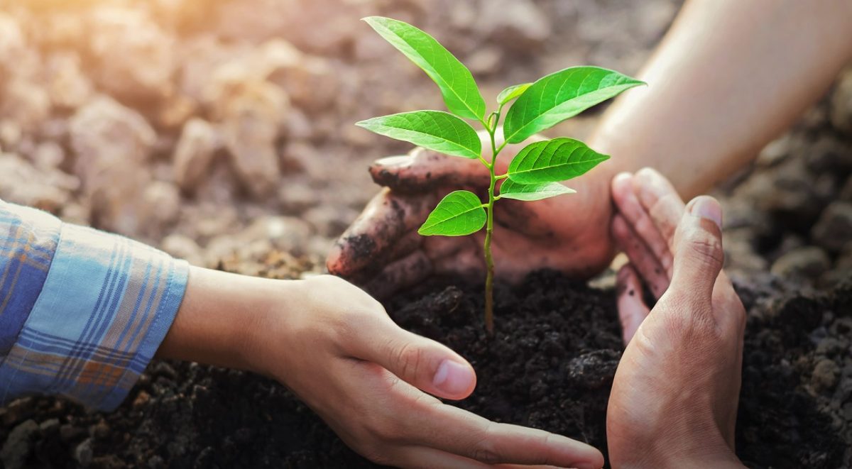 three hands protecting tree planting on soil with sunshine in garden