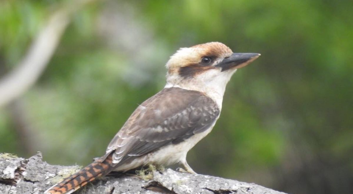 Kookaburra resting on tree trunk