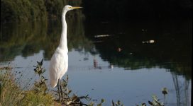 profile of great egret, bird looking out