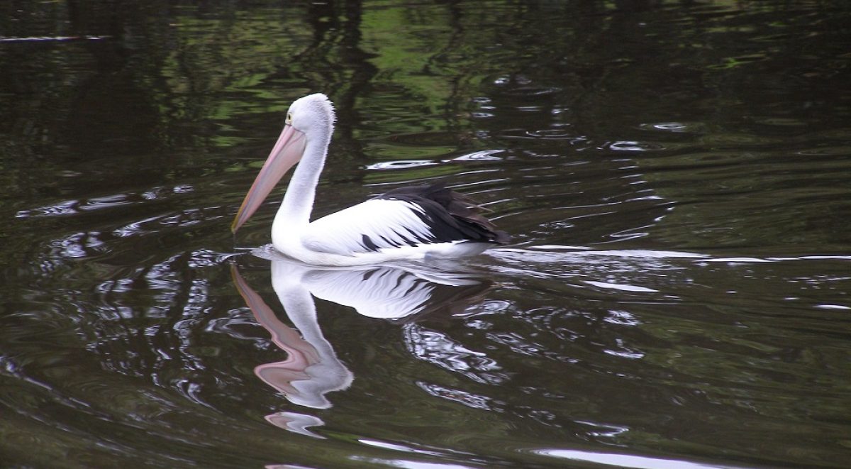 Pelican sitting on the river