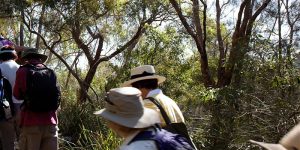 People walking in bushland