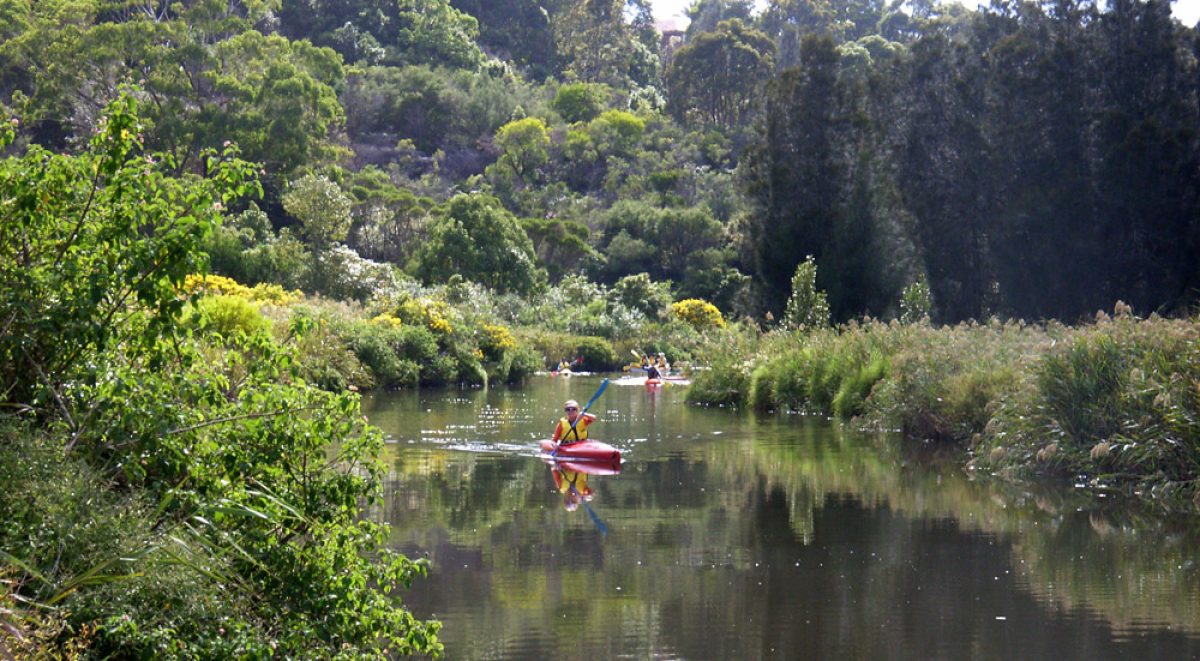 kayakers on creek surrounding by bushland